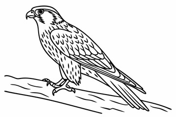 Fototapeta premium coloring page line art the falcon black vector
