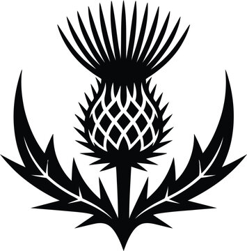 Black thistle silhouette plant flower