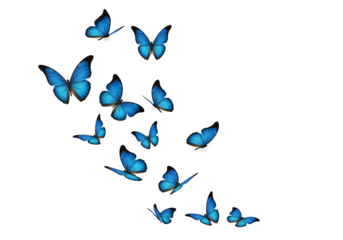 A group of blue butterflies isolated on transparent background