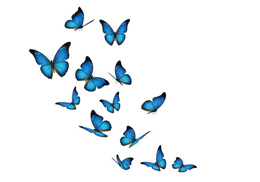 Fototapeta A group of blue butterflies isolated on transparent background