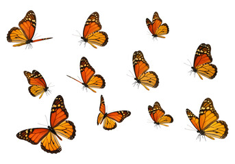 A group of monarch butterflies isolated on transparent background