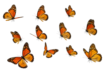 A group of monarch butterflies isolated on transparent background
