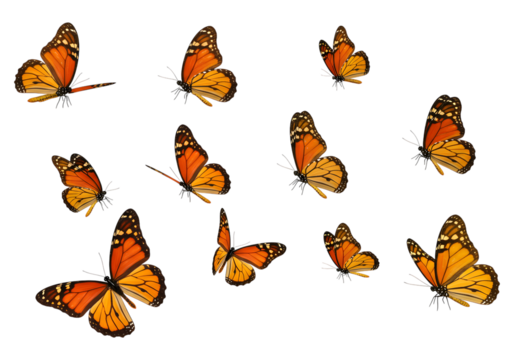 A group of monarch butterflies isolated on transparent background