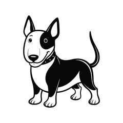 Playful bull terrier with collar animal black and white