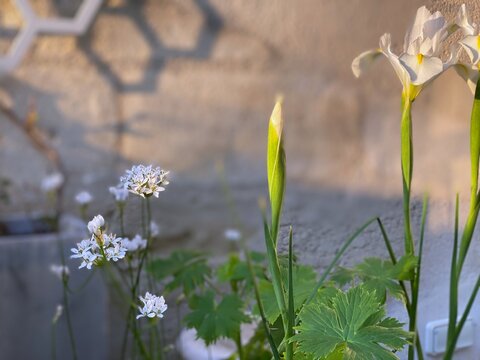 Ail de Naples et Iris à feuilles en glaive dans la lumière de l'aube