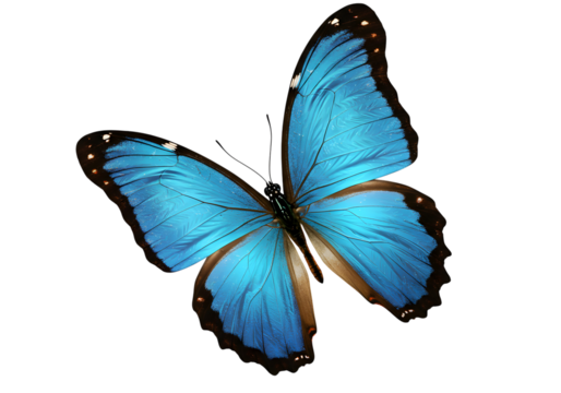 A blue morpho butterfly isolated on transparent background