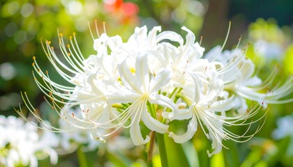 White Spider Lily with Curving Filaments