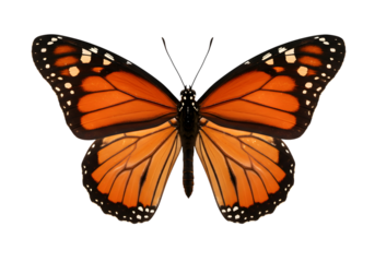 A monarch butterfly with orange wings isolated on transparent background