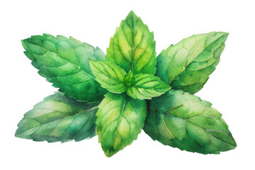 Vibrant watercolor painting of fresh green mint leaves isolated on transparent background