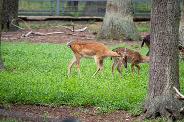 Elegant Deer Family in Green Woodland Clearing in The Forest Culture Centre in Goluchow, Poland 