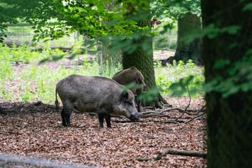 Wild Boar Foraging in Forest