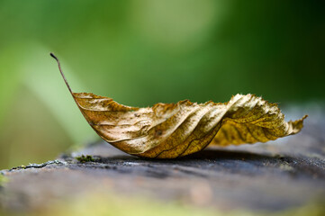 A close-up view of a dried leaf with intricate veins resting gently on a wooden substrate in a calm forest environment.