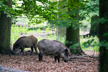 Wild Boars Amid Lush Woodland