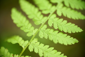 Detailed view of a vibrant green fern leaf showcasing delicate leaflets in soft natural light