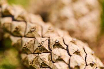 Detailed view of a pine cone showcasing its unique texture and design among the greenery on the ground.
