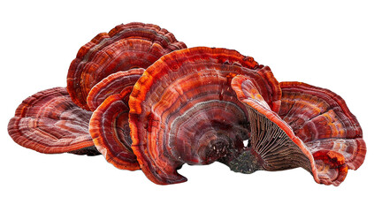 Ganoderma lucidum mushrooms placed on a white background.