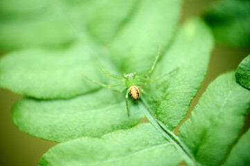 A delicate spider is perched on a lush fern leaf, surrounded by green foliage in a sunlit environment.