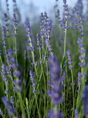 Lavender in countryside. Selective focus. Soft-focus view of lavender rows under blue sky. Nature,...