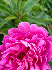 pink tender peony flower, soft natural light. Natural background