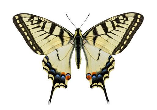 Butterfly, swallowtail butterfly, yellow butterfly, black butterfly, insect on transparent Background