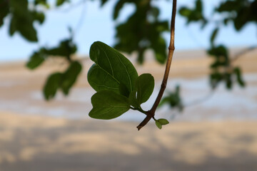 olive tree branch with blue sky