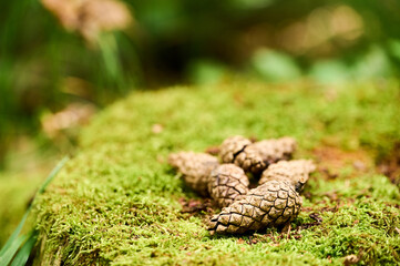 Pine cones are arranged on soft green moss, surrounded by lush foliage in a peaceful forest environment.