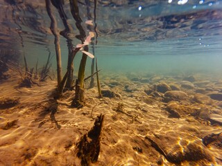 shallow freshwater river Uzh in Uzhhorod, bur-reed, bulrush marsh plant, low visibility fast flow...