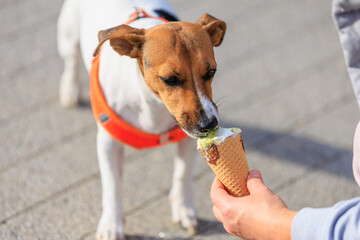 A dog of the Jack Russell Terrier breed eats ice cream. Animal portrait with selective focus and...