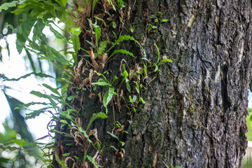 A nature tree with many small leaves and the background blurred