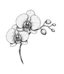 Delicate orchid bloom with buds on stem flower petal