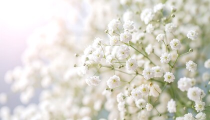 Airy Baby’s Breath Blooms in Soft Light.