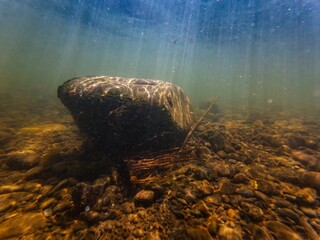 poor visibility fast flow murky water, organic silt sediment pebble boulder substrate, green alga grow on stone, shallow freshwater river Uzh in Uzhhorod, underwater aquascape, surface reflection