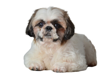 Shih Tzu clipart