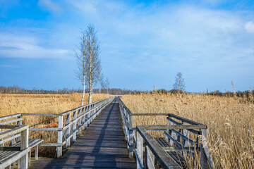 Fototapeta premium path through the swamp and reed at the federsee in bad buchau