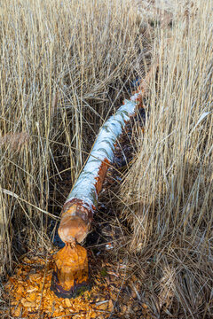 wild beaver has cut down a tree