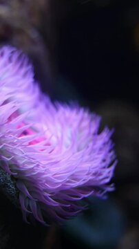 Sandy Anemone (Bunodactis reynaudi) &ndash; 4K Close-Up of Coastal Invertebrate