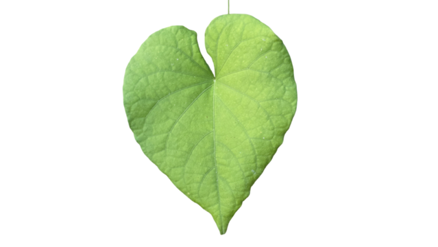  Heart-Shaped Green Leaf with Copy Text Space. Symbolic Nature Element for Eco-Themed Designs, Botanical image, and Romantic Natural Concepts. PNG File