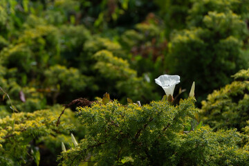 bardzo ładny biały kwiat ale nie wiem jak się nazywa © rob