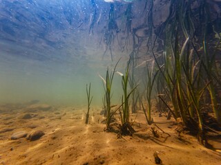 bur-reed or bulrush swamp plant, fast flow low visibility murky water, organic particle mud, mysterious aquascape underwater, silt sediment sand substrate, shallow freshwater river Uzh in Uzhhorod