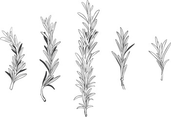 Set of Rosemary sprigs isolated illustration background. Hand drawn botanical spices for cooking of provencal herbs. Edible foliage. For design, booklets, restaurant menus.