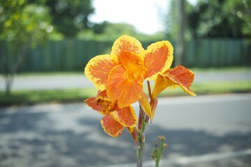 Vibrant Orange and Yellow Canna Lily Bloom with Bokeh Background
