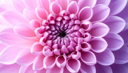 Fototapeta premium Fully Bloomed Pink Chrysanthemum Layers.