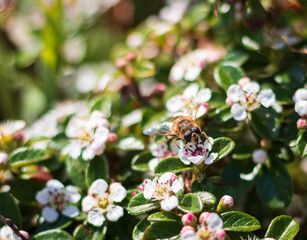 working bee in a park, tiny white flowers