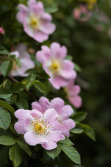 delicate pink flowers of the rose hip