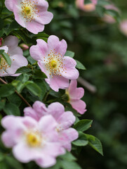delicate pink flowers of the rose hip
