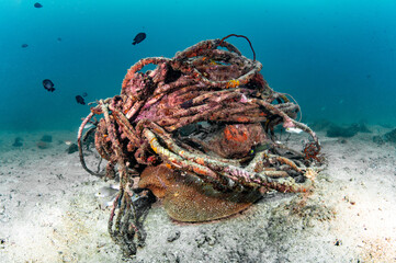 Abandoned tangled rope of fishing net or ghost net cover on hard coral. Clean up the ocean by...