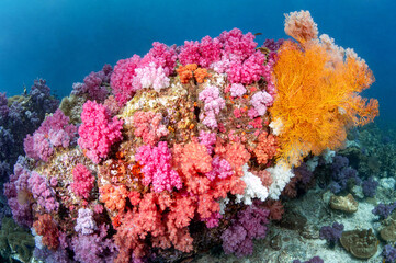 Colorful underwater landscape around Talang Pinnacle or Stonehenge, the most popular dive site for...