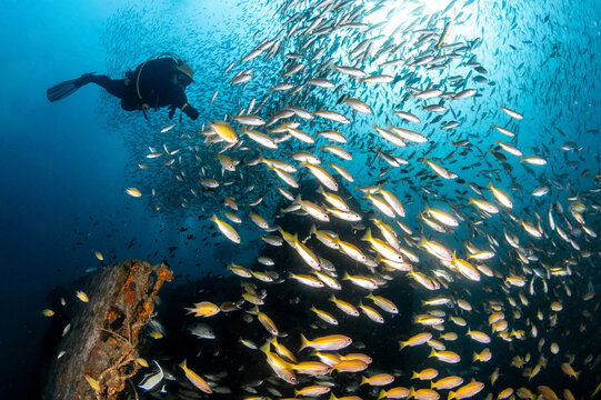 School of yellowstripe scad fish with scuba diver swimming over HTMS Kledkaeo ship wreck in the area of Phi Phi island. One of the dive sites and artificial reef underwater in Krabi, Thailand.