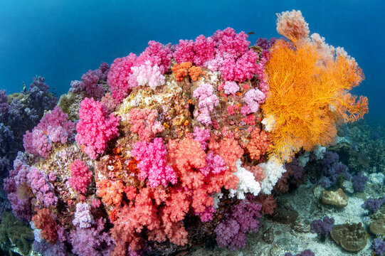 Colorful underwater landscape around Talang Pinnacle or Stonehenge, the most popular dive site for scuba diving in the area of Lipe island, Tarutao National Park in Satun Province, Thailand.
