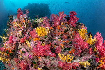 Obraz premium Colorful coral reef covered with red soft coral and yellow finger gorgonian. Beautiful landscape underwater at Richelieu Rock, the most popular dive site in Andaman sea, Thailand.